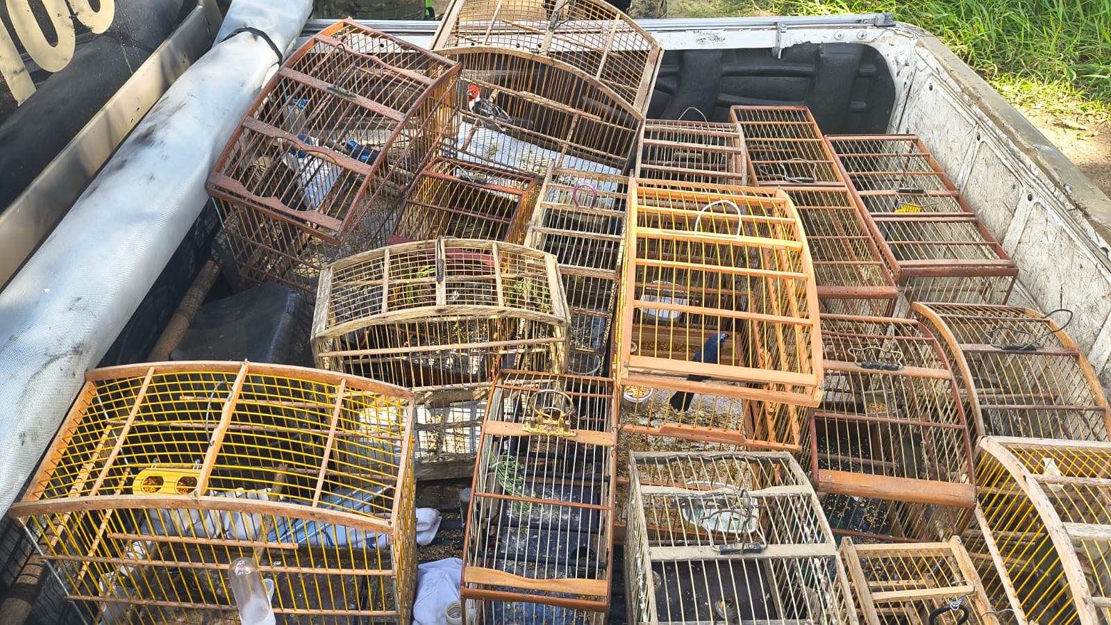 Operação resgata 146 aves silvestres em seis municípios da Bahia
