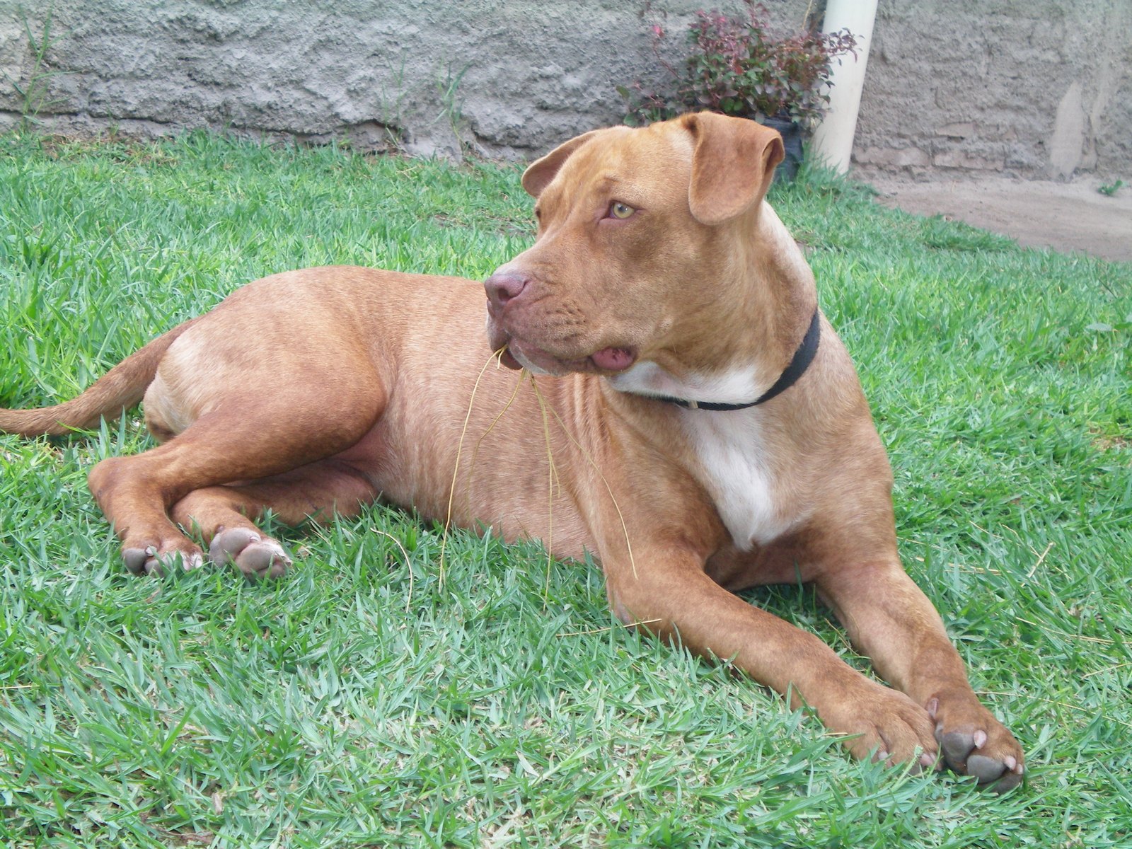 Homem investigado por usar pitbull contra ex-namoradas é preso na Bahia