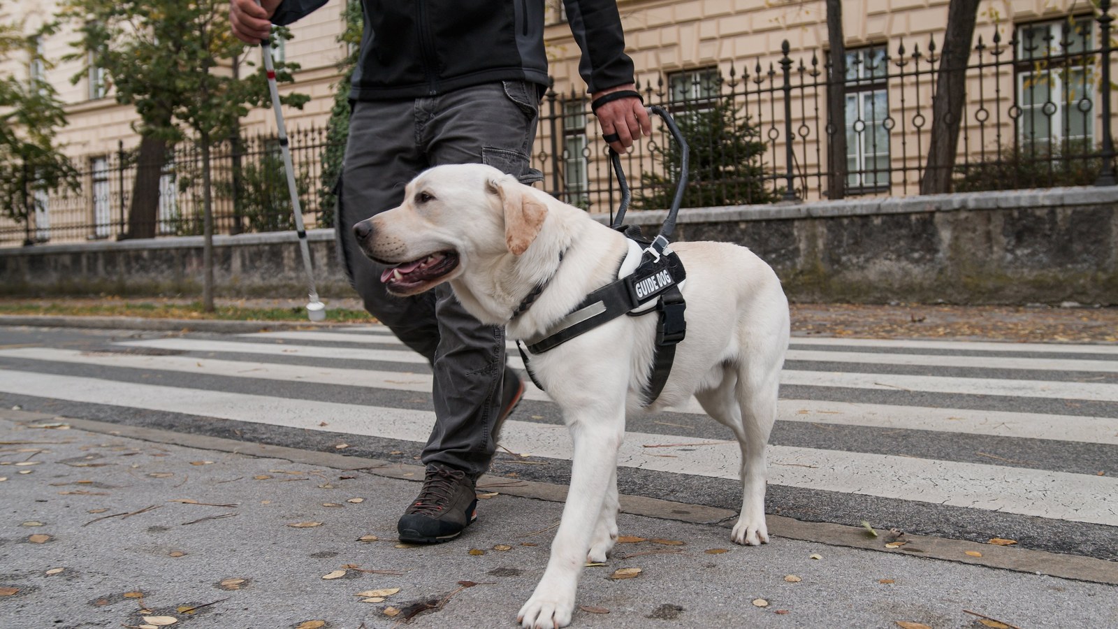 Salvador cria multa de até R$ 30 mil por barrar cão de assistência