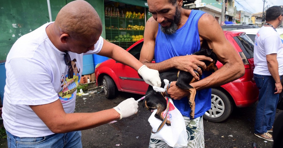 Salvador inicia vacinação antirrábica para cães e gatos