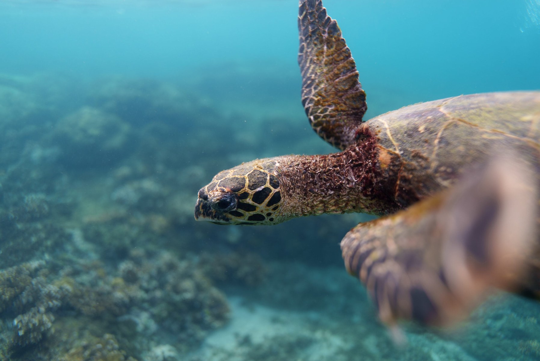 Senado faz sessão pelo Dia dos Oceanos e cobra atenção à costa brasileira