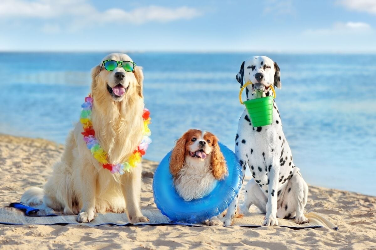 Viagem com pets exige vacinação em dia e cuidado reforçado contra parasitas
